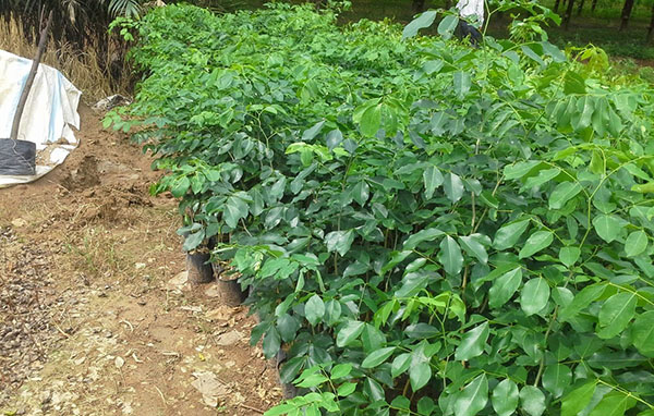 Cây cà te – gõ đỏ