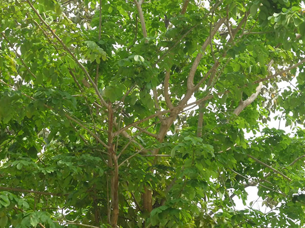 Cây cà te – gõ đỏ