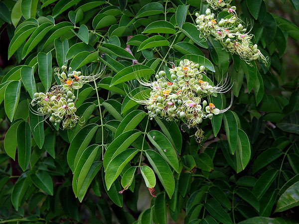 Cây cà te – gõ đỏ