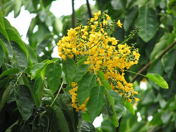 Hoa cây gỗ Hương